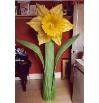 DaffodilGlamorganCCC